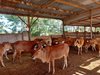 CẤP 50 BÒ CÁI LAI SINH SẢN VÀ 5 BÒ ĐỰC BRAHMAN  CHO 55 HỘ DÂN TẠI X...
