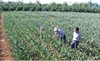 TP.HCM và Gia Lai phối hợp phát triển nông nghiệp công nghệ cao